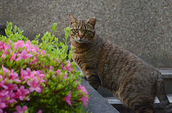 キジトラ猫　ツツジ