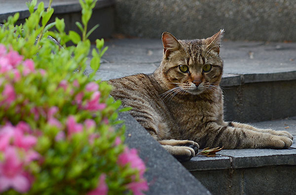 キジトラ猫　ツツジ