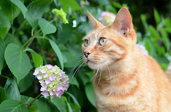 茶トラ猫　チビちゃん　紫陽花