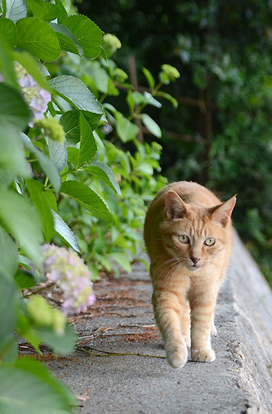 茶トラ猫　チビちゃん　紫陽花