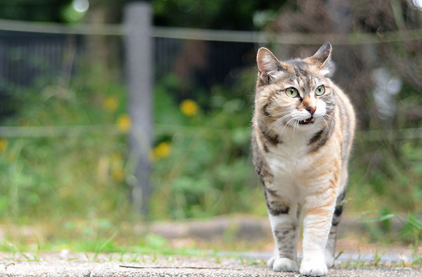 縞三毛猫　トモちゃん