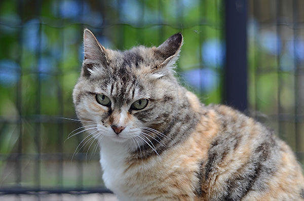 縞三毛猫　トモちゃん