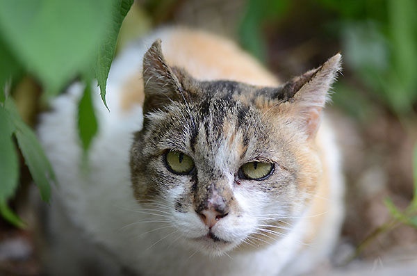 縞三毛猫　サイちゃん