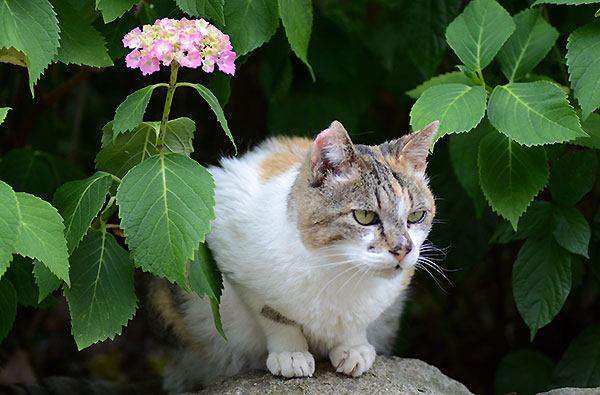 縞三毛猫　サイちゃん　紫陽花