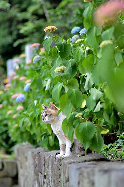 縞三毛猫　サイちゃん　紫陽花