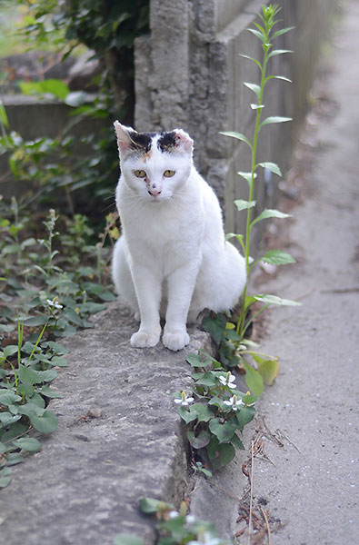 三毛猫　ミケちゃん