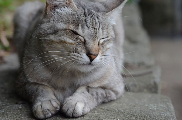 キジトラ猫　サバトラ猫　お昼寝