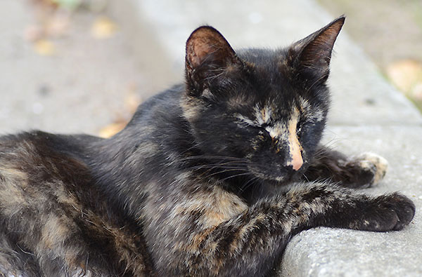 サビ猫　お昼寝