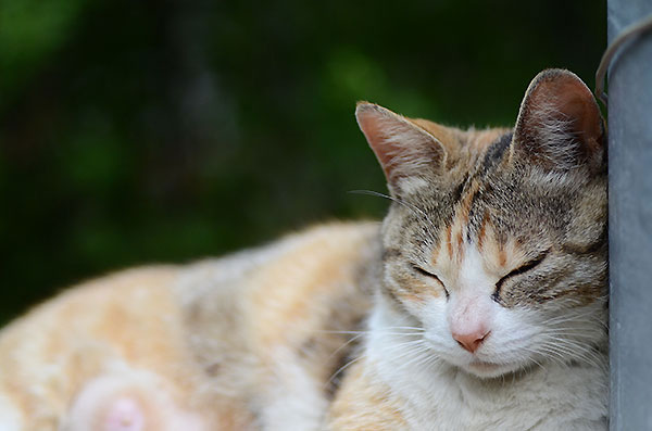 縞三毛猫　お昼寝