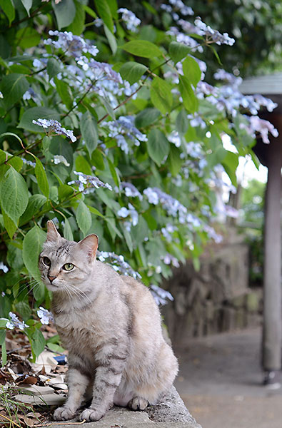 キジトラ猫　サバトラ猫　ミコちゃん　紫陽花