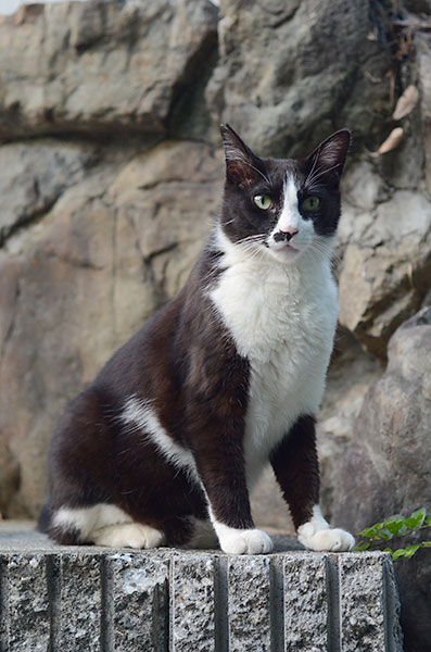 白黒猫　はちわれ猫