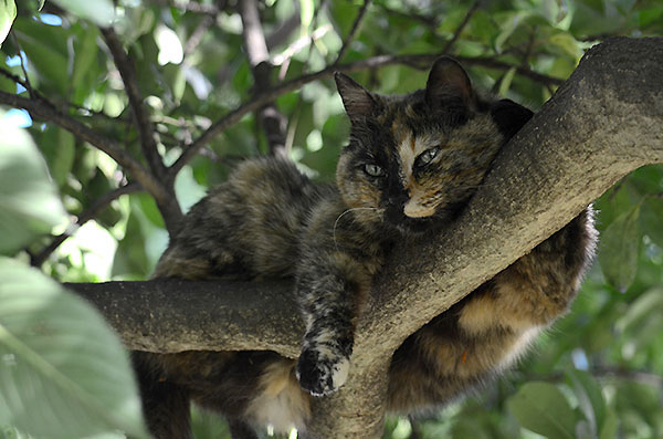 サビ猫　べっこう猫