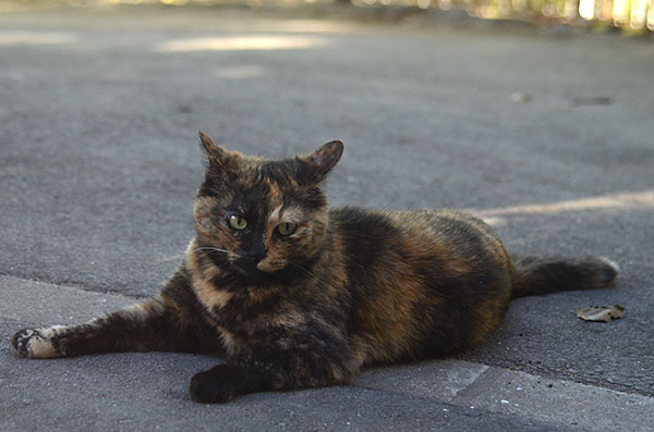 サビ猫　べっこう猫