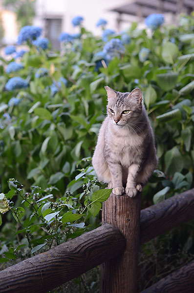 キジトラ猫　サバトラ猫　ミコちゃん　紫陽花