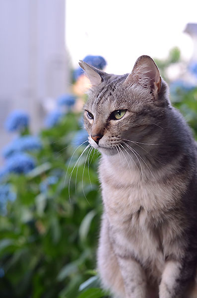 キジトラ猫　サバトラ猫　ミコちゃん　紫陽花