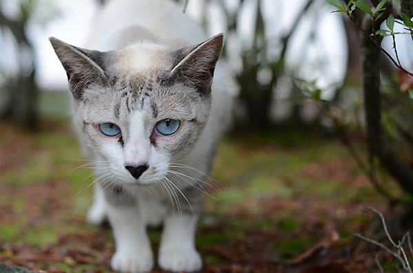 シャム猫風　シンガプーラ風　白猫