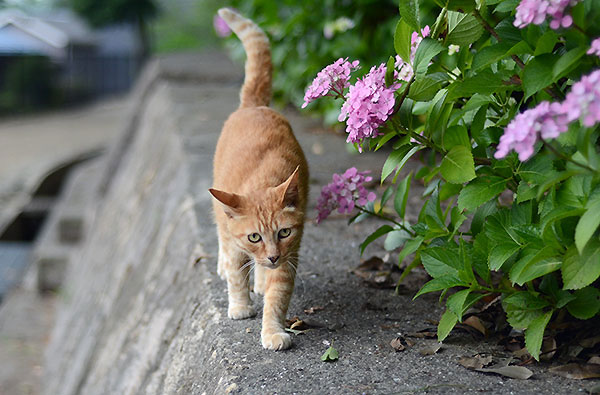 茶トラ猫　チビちゃん　紫陽花