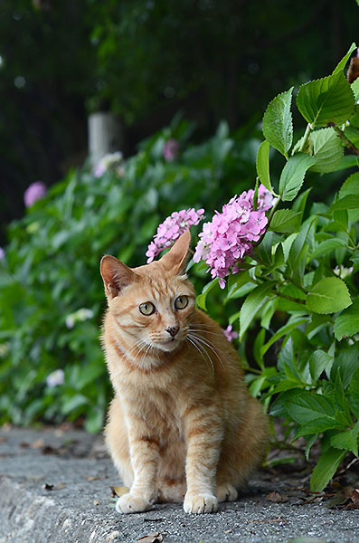 茶トラ猫　チビちゃん　紫陽花