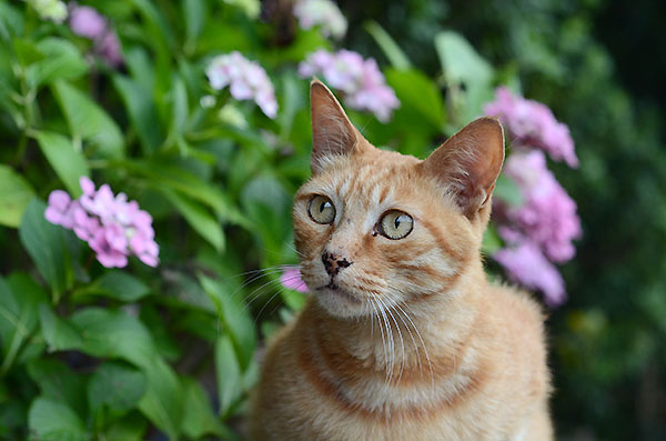 茶トラ猫　チビちゃん　紫陽花