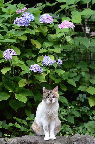 縞三毛猫　サイちゃん　紫陽花