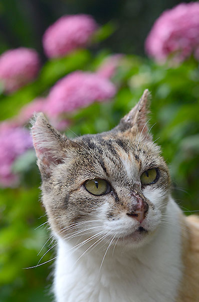 縞三毛猫　サイちゃん　紫陽花