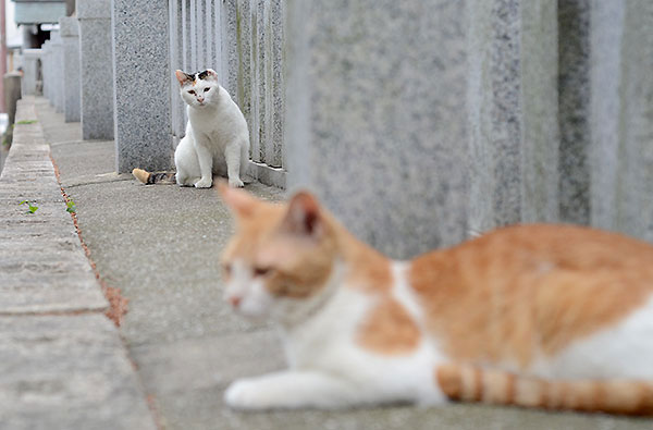 三毛猫　ミケちゃん　お母さん　茶白猫