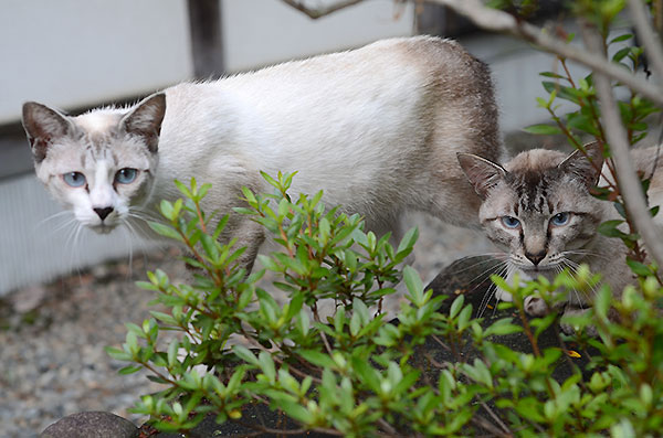 シャム猫風　シンガプーラ風　キジ白猫