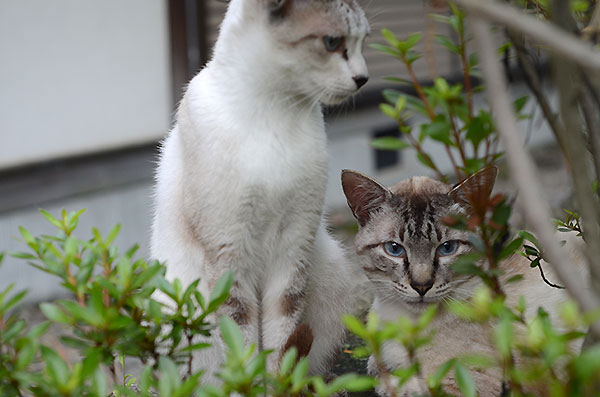 シャム猫風　シンガプーラ風　キジ白猫