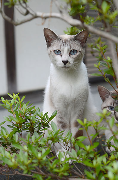 シャム猫風　シンガプーラ風　キジ白猫