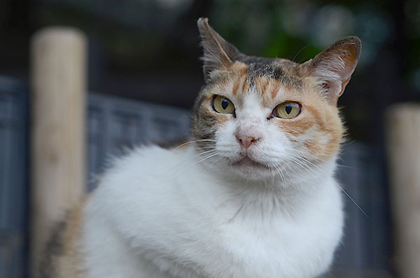 縞三毛猫　ミケちゃん