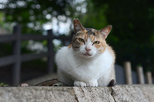 縞三毛猫　ミケちゃん