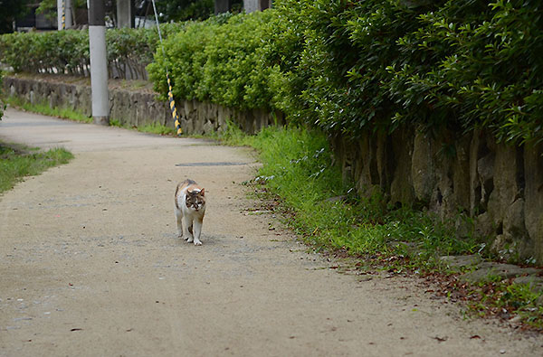 縞三毛猫　サイちゃん