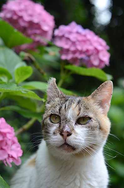 縞三毛猫　サイちゃん　紫陽花