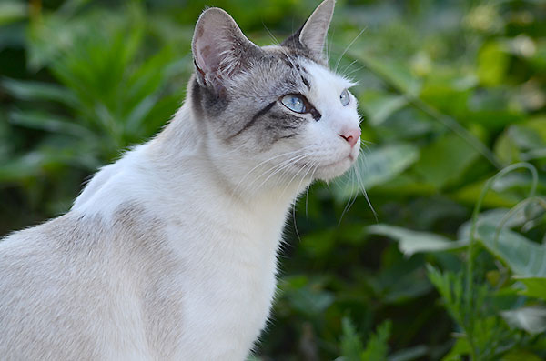 シャム猫風　シンガプーラ風猫