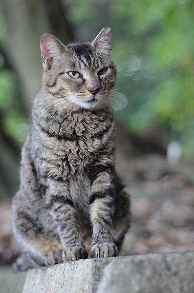 キジトラ猫　モモちゃん