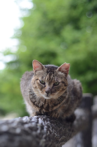 キジトラ猫　モモちゃん