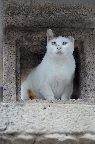 三毛猫　ミケちゃん