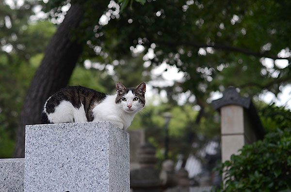 キジ白猫　マーちゃん