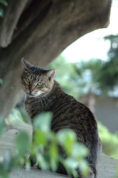 キジトラ猫　トラちゃん