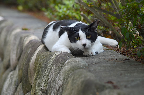 白黒猫　はちわれ猫