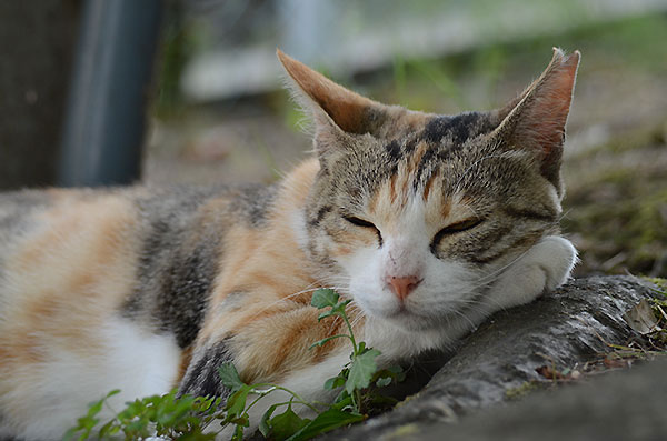 縞三毛猫