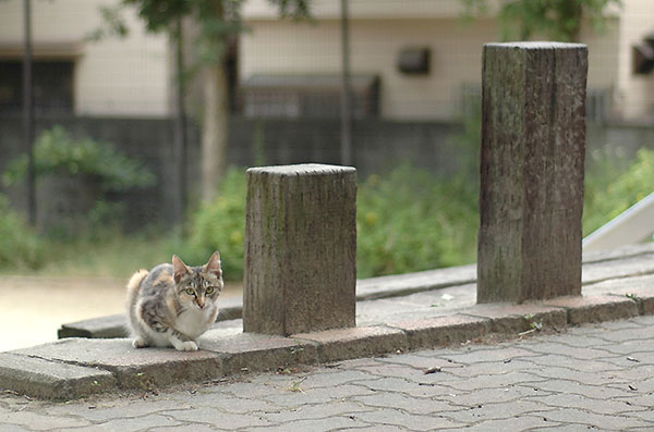 縞三毛猫　トモちゃん