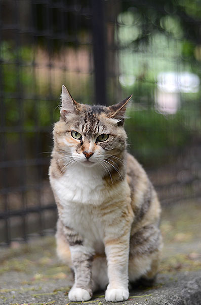 縞三毛猫　トモちゃん