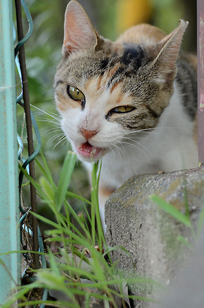 縞三毛猫