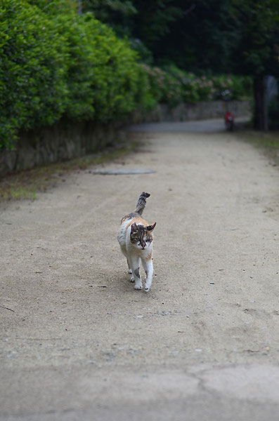 縞三毛猫