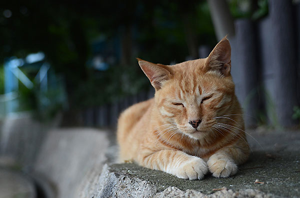 茶トラ猫　チビちゃん