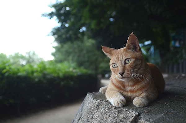 茶トラ猫　チビちゃん