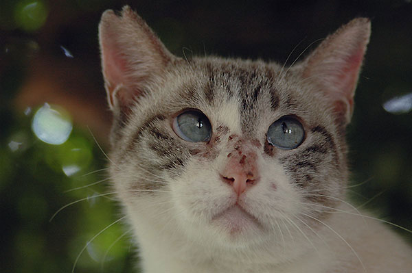 シャム猫風　白猫　タマちゃん