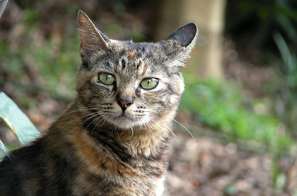 サビ猫　アイちゃん