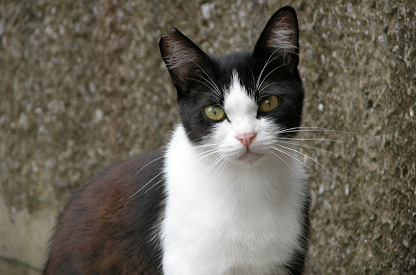 白黒猫　はちわれ猫　パンダちゃん